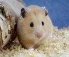 Hamster, kullanılan kemirgen hayvanlar ve Laboratuvar hayvanlarının